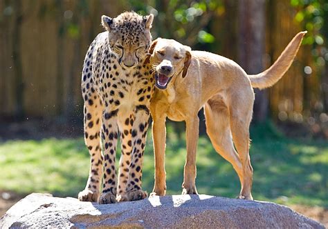 Animal friendship. Things To Know About Animal friendship. 